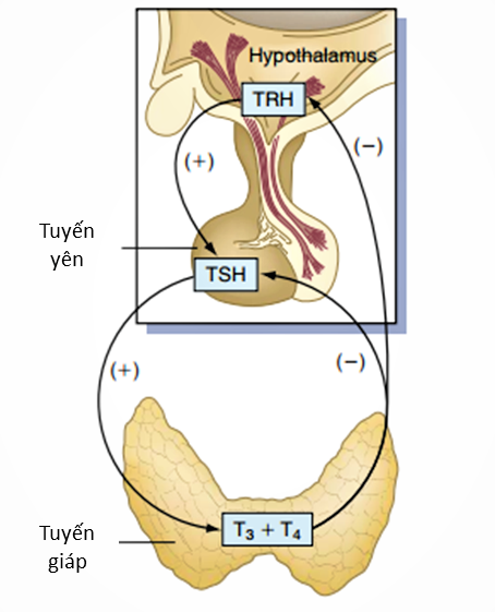 Quá trình điều tiết hormone tuyến giáp