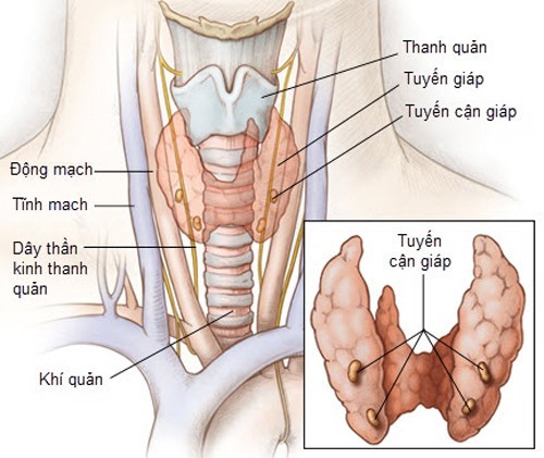 Ung thư tuyến giáp và những điều cần biết