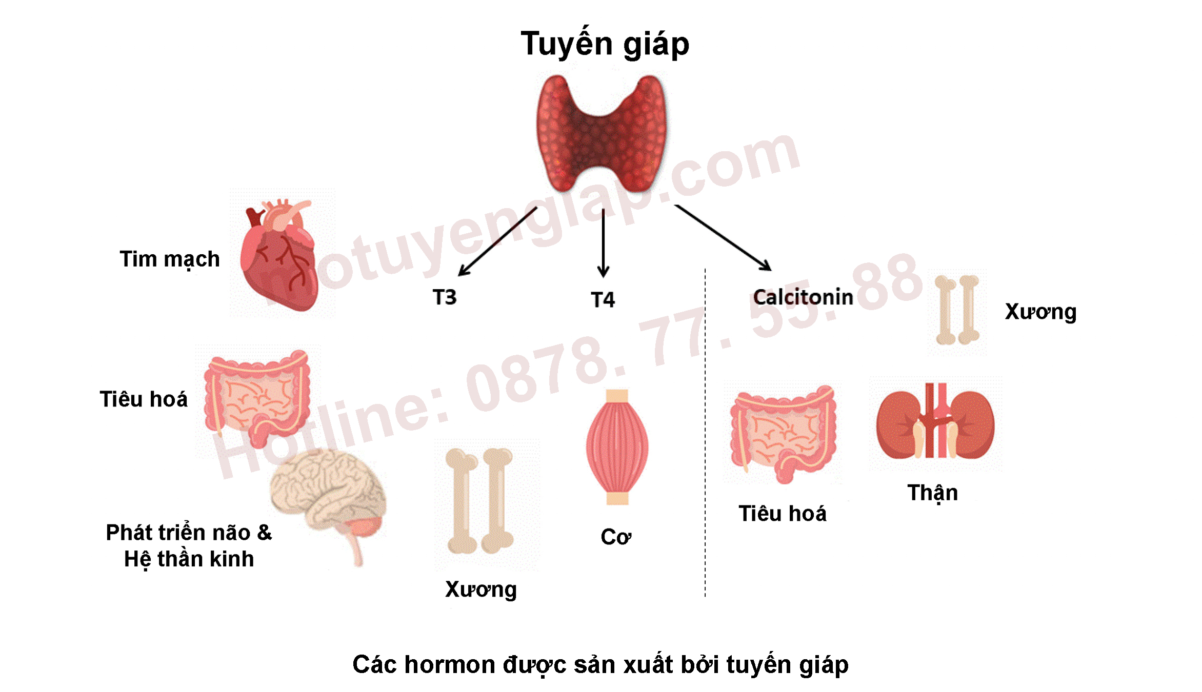 hormon thyroid copy