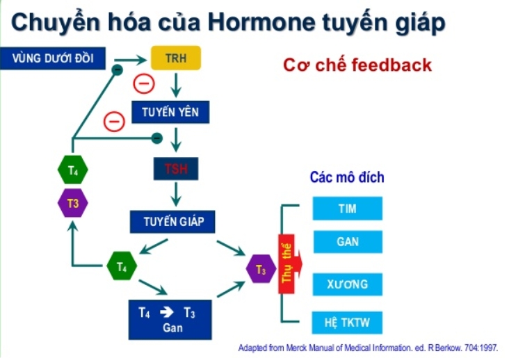 Bệnh tuyến giáp nguy hiểm không? Cùng khám phá chức năng thần kỳ của tuyến giáp